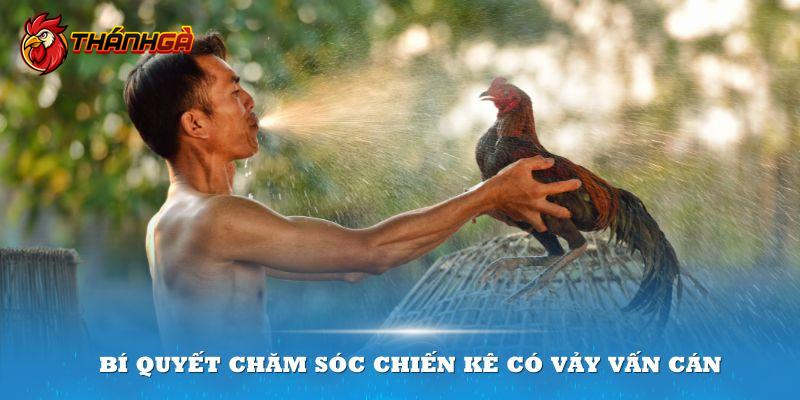 Những chiến kê sở hữu vảy đặc biệt này cần có sự chăm sóc và huấn luyện riêng