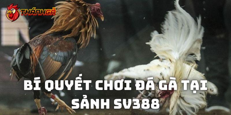 Bí quyết tham gia sảnh gà SV388 thắng lớn