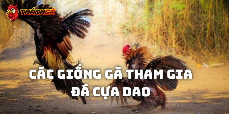 Những giống kê thường được lắp cựa kim loại để đưa đi thi đấu