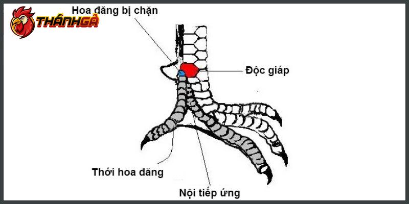 Cách xem vảy gà - Những loại vảy gà được ưa chuộng nhất mà anh em nên biết