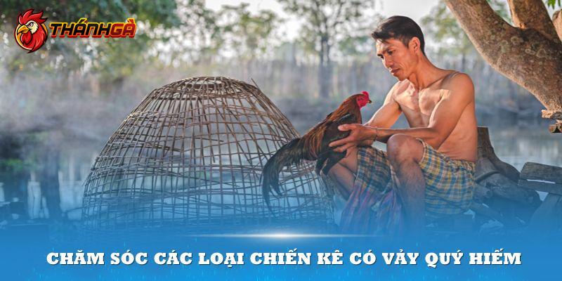 Việc chăm sóc các loại chiến kê có vảy quý hiếm cũng cần được chú ý kỹ lưỡng