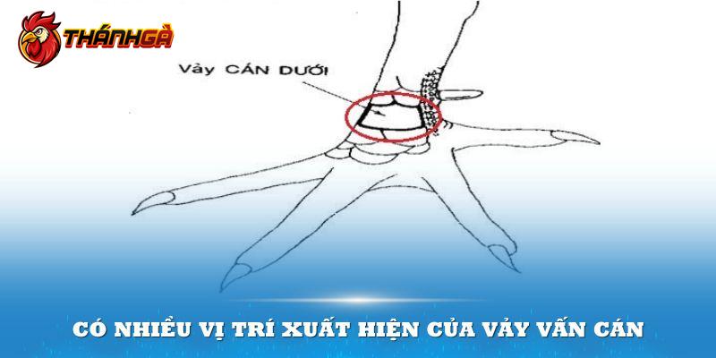 Có nhiều vị trí xuất hiện của vảy hiếm này trên chân gà chọi