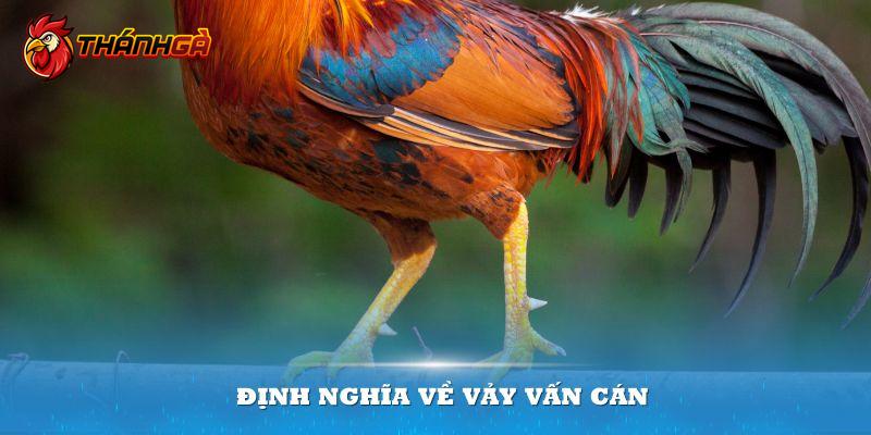 Gà chọi có loại vảy này thường mang những ý nghĩa đặc biệt quan trọng