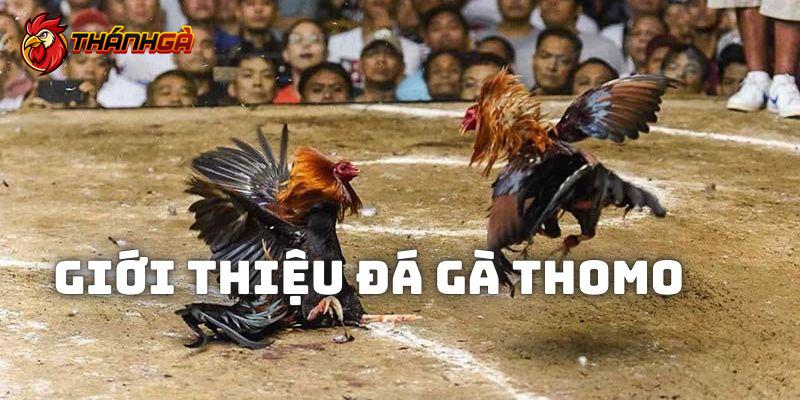 Giới thiệu khái quát về loại hình giải trí đá gà Thomo