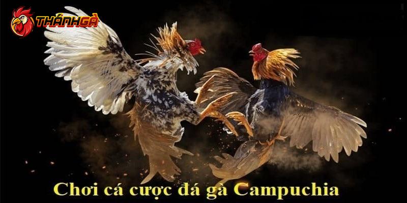 Kinh nghiệm xem trực tiếp đá gà campuchia hôm nay