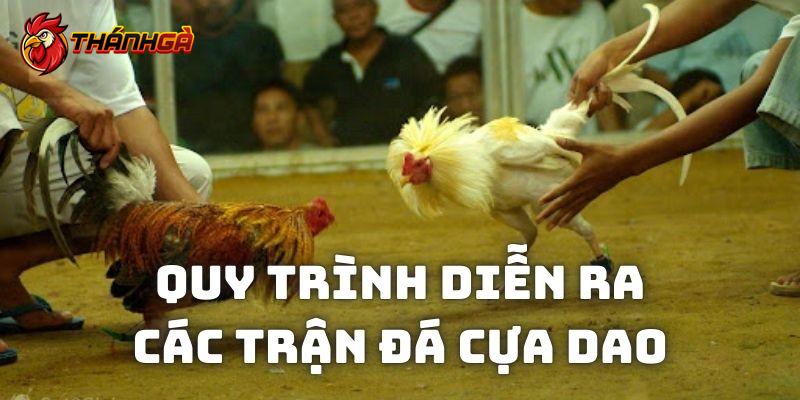 Quy trình đá gà cựa dao được chia sẻ từ chuyên gia