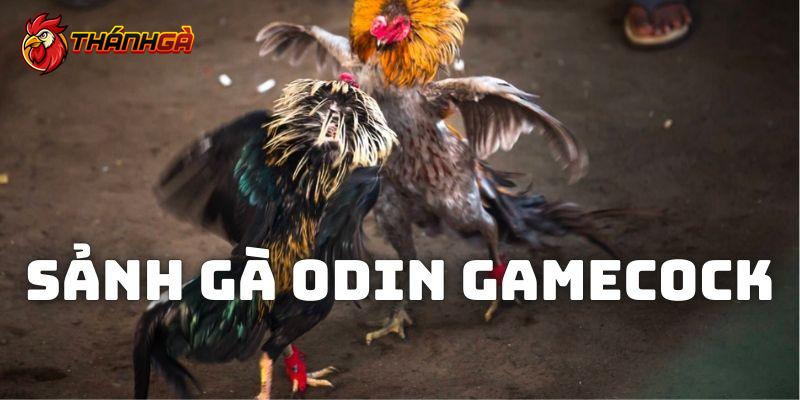 Thông tin chung về địa phận sảnh gà Odin Gamecock