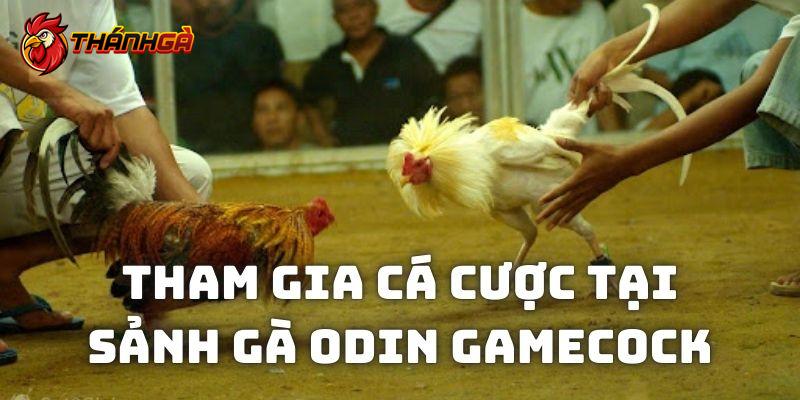 Các thao tác chơi chọi kê online nhanh gọn tại sảnh Odin Gamecock