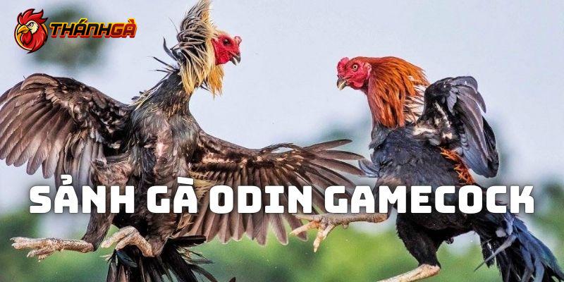 Sảnh gà Odin Gamecock