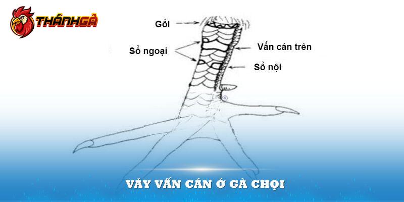 Vảy vấn cán