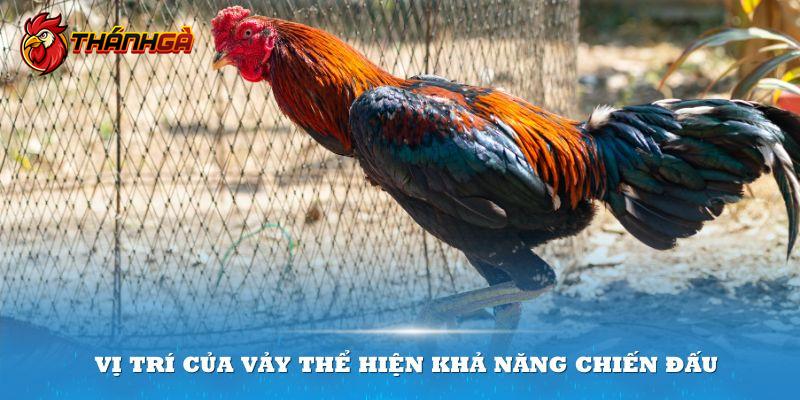 Vị trí của vảy nằm trên chân gà chọi thể hiện khả năng chiến đấu mạnh mẽ